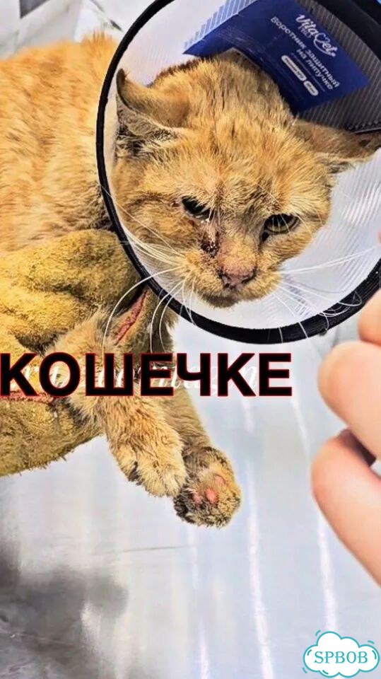 Взрослая, кошка в добрые руки фото 2