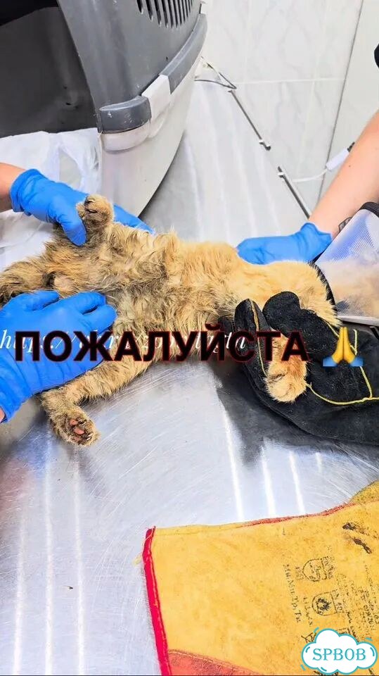 Взрослая, кошка в добрые руки фото 3