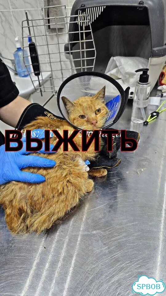 Взрослая, кошка в добрые руки фото 4