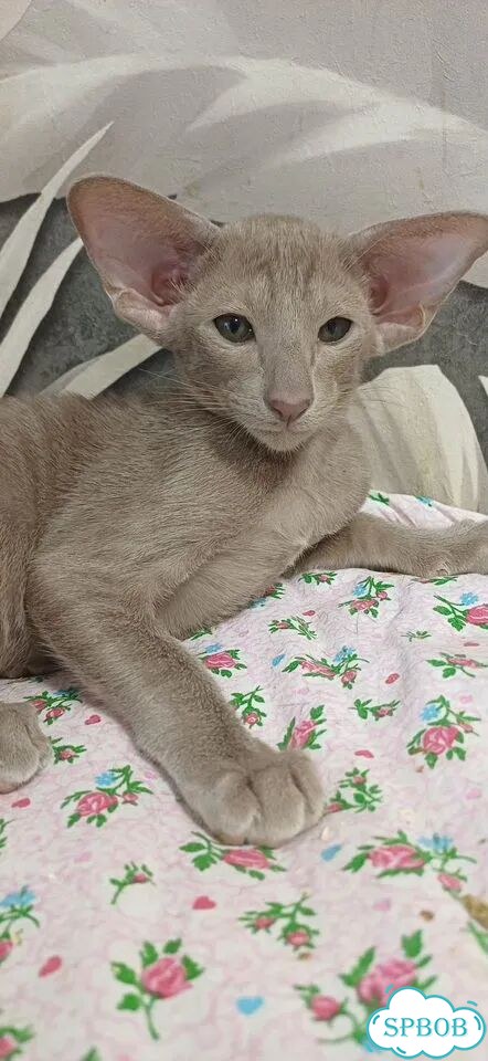 Ориентальный котёнок фото 1