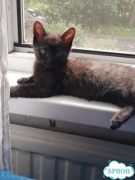 Котёнок в добрые руки фото 1