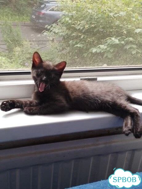 Котёнок в добрые руки фото 2