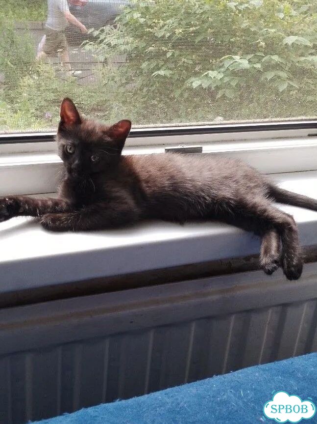 Котёнок в добрые руки фото 3